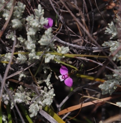 Polygala lehmanniana