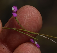 Polygala lehmanniana