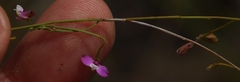 Polygala lehmanniana