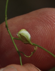 Polygala lehmanniana