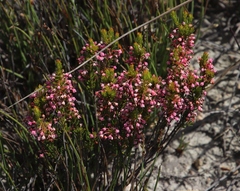 Erica rubiginosa