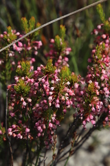 Erica rubiginosa