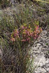 Erica rubiginosa