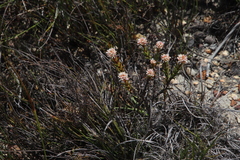 Crassula subulata subulata