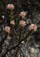 Crassula subulata subulata