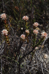 Crassula subulata subulata