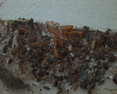 Arthropoda