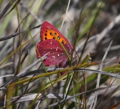 Aloeides aranda
