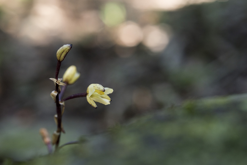 Aphyllorchis simplex