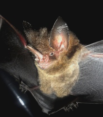 Gardnerycteris crenulatum