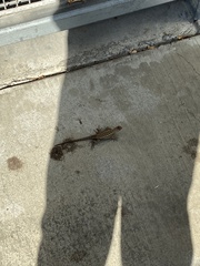 Sceloporus occidentalis