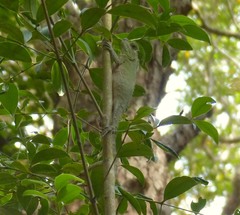 Lyriocephalus scutatus