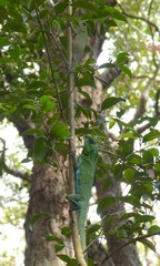 Lyriocephalus scutatus