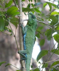 Lyriocephalus scutatus