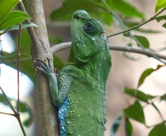 Lyriocephalus scutatus