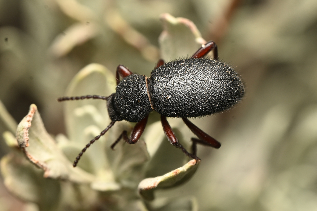 Eleodes caseyi