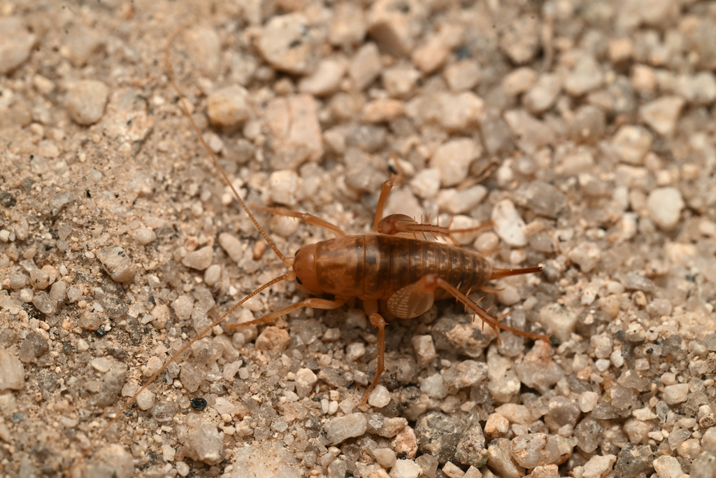 Ceuthophilus inyo