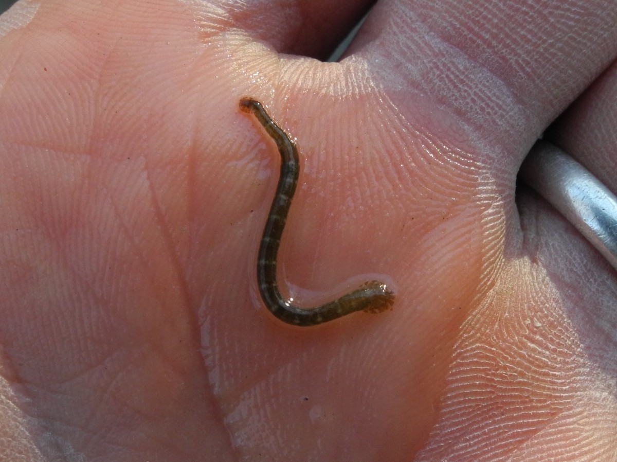 Fish Leech (Piscicola geometra) - fishhealth - Pond Life