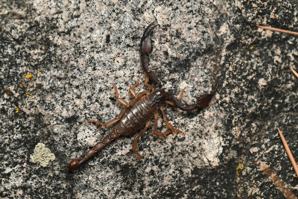 Uroctonus franckei