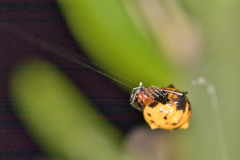 Micrathena glyptogonoides