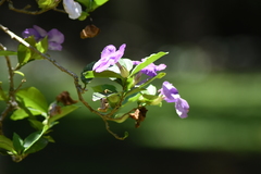 Brunfelsia pilosa