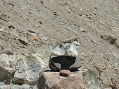 Microlophus atacamensis