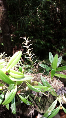 Bulbophyllum amoenum image