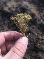 Sartwellia flaveriae