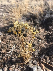 Sartwellia flaveriae