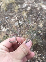 Nerisyrenia linearifolia