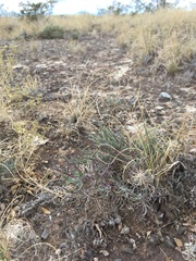 Nerisyrenia linearifolia