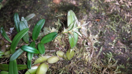 Bulbophyllum amoenum image