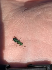 Chrysidoidea