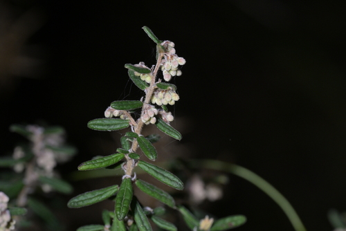 Pomaderris phylicifolia, photograph 2