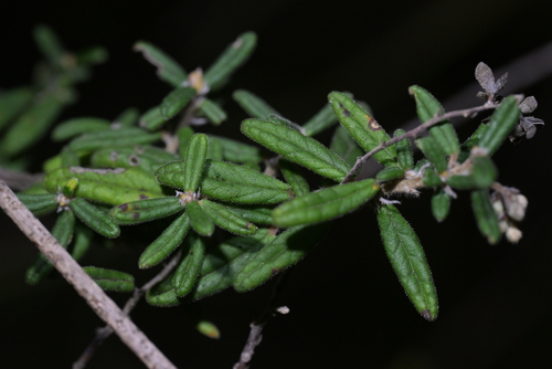 Pomaderris phylicifolia, photograph 3