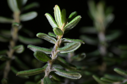 Pomaderris phylicifolia, photograph 5