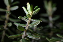 Pomaderris phylicifolia, photograph (c) Christopher Stephens, some rights reserved (CC BY-SA)