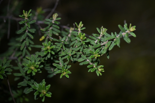 Pomaderris phylicifolia, photograph 4