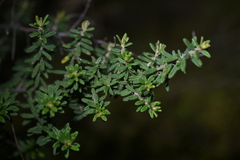 Pomaderris phylicifolia, photograph (c) Christopher Stephens, some rights reserved (CC BY-SA)