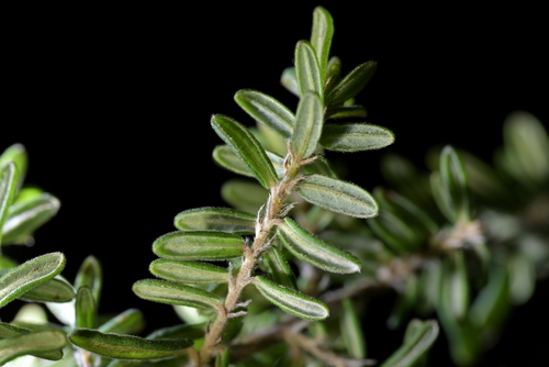Pomaderris phylicifolia, photograph 6