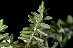 Pomaderris phylicifolia, photograph (c) Christopher Stephens, some rights reserved (CC BY-SA)
