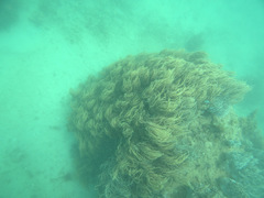 Sclerophytum flexibilis