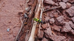 Naupactus sulphurifer