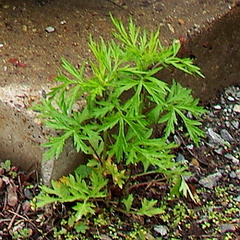 Artemisia rubripes