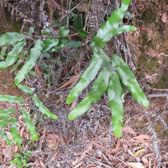 Lygodium reticulatum