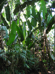 Phenakospermum guyannense