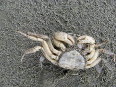 Hemigrapsus crenulatus