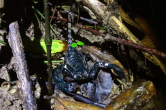 Heterometrus laevigatus