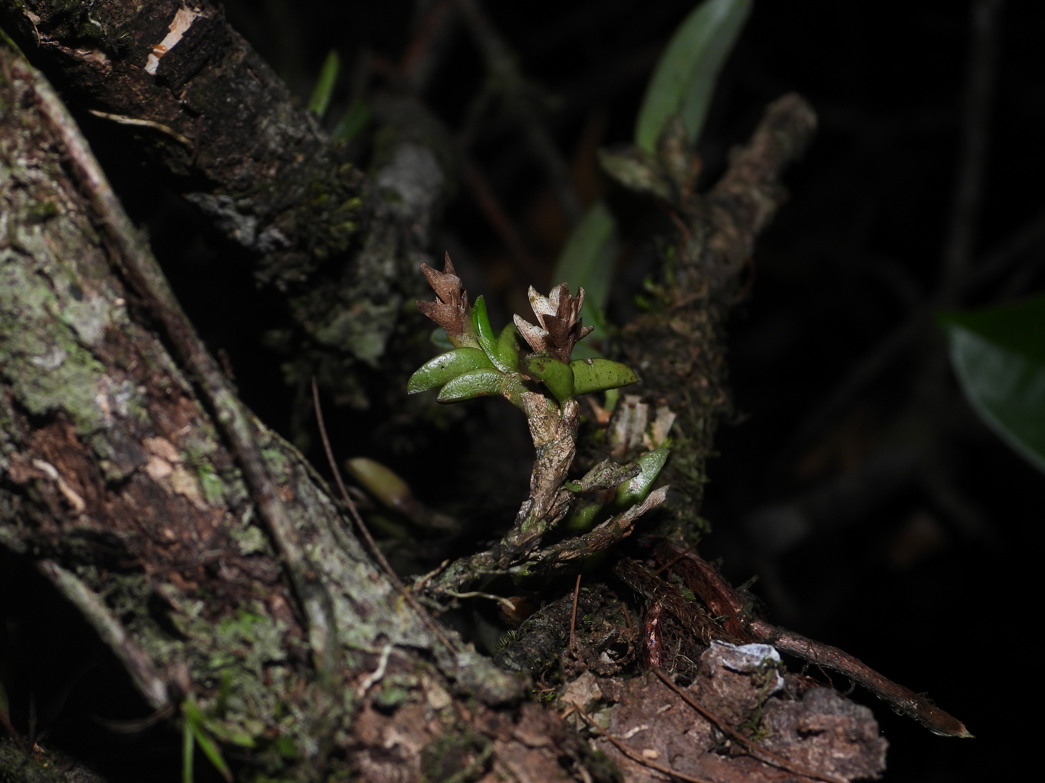 Epidendrum strobiloides Garay & Dunst. 2