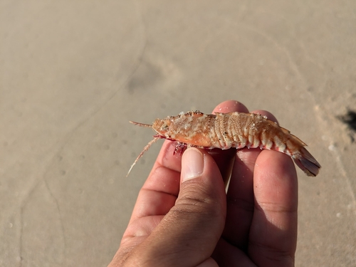 Sicyonia brevirostris observed 2025-09-16